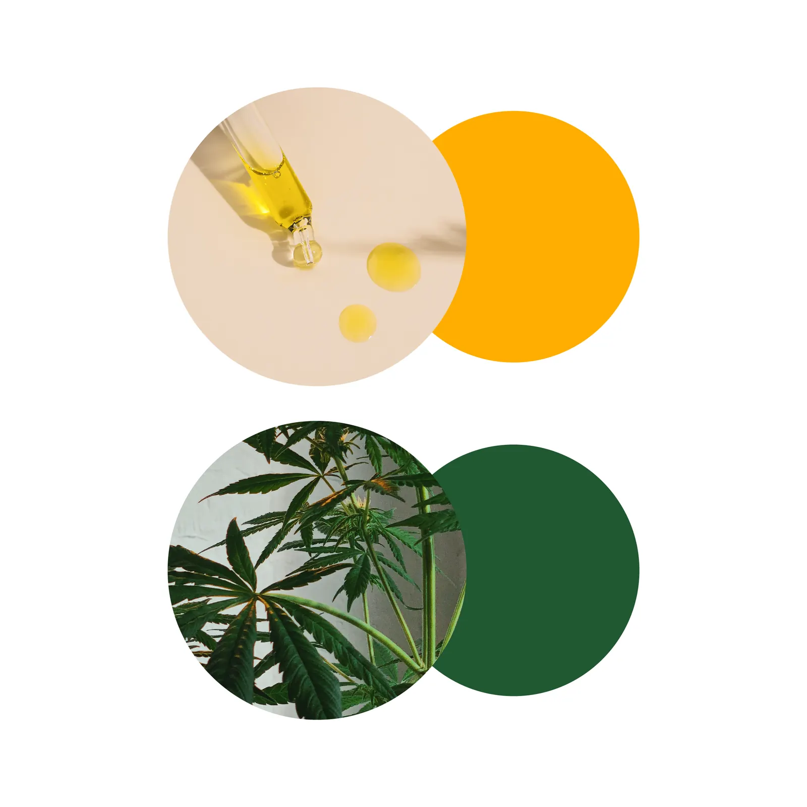 dzen CBD oil — identity and packaging; image 6 of 7
